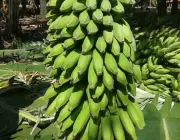 Banana Prata Catarina 1