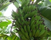 Banana Prata Catarina 2