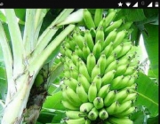 Banana Prata Catarina 3