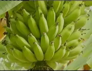 Banana Prata Catarina 5