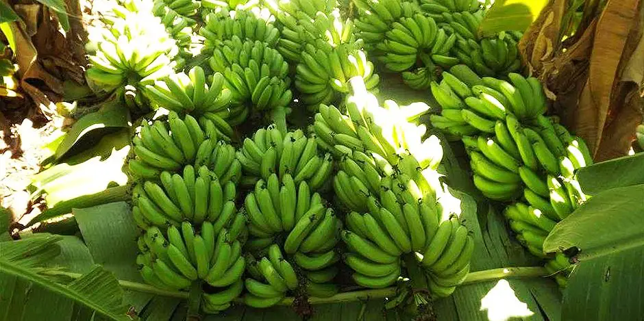 Banana Prata Irrigada 2