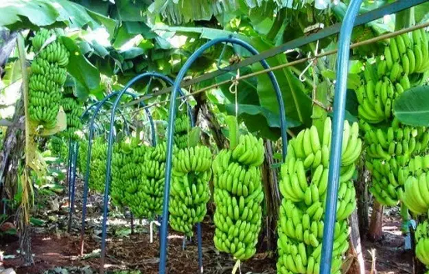 Banana Prata Irrigada 4