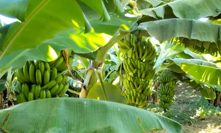 Banana Prata Irrigada 5