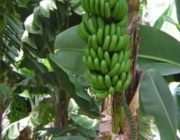 Banana Prata Irrigada 1