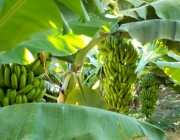Banana Prata Irrigada 5