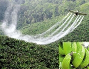 Banana Produzida com Agrotóxicos 3