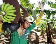 Banana Produzida com Agrotóxicos 4