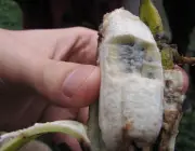 Bananas Com Sementes 4