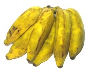 Banana Orgânica 4