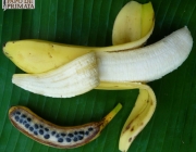 Bananas Orgânicas Com Sementes 5