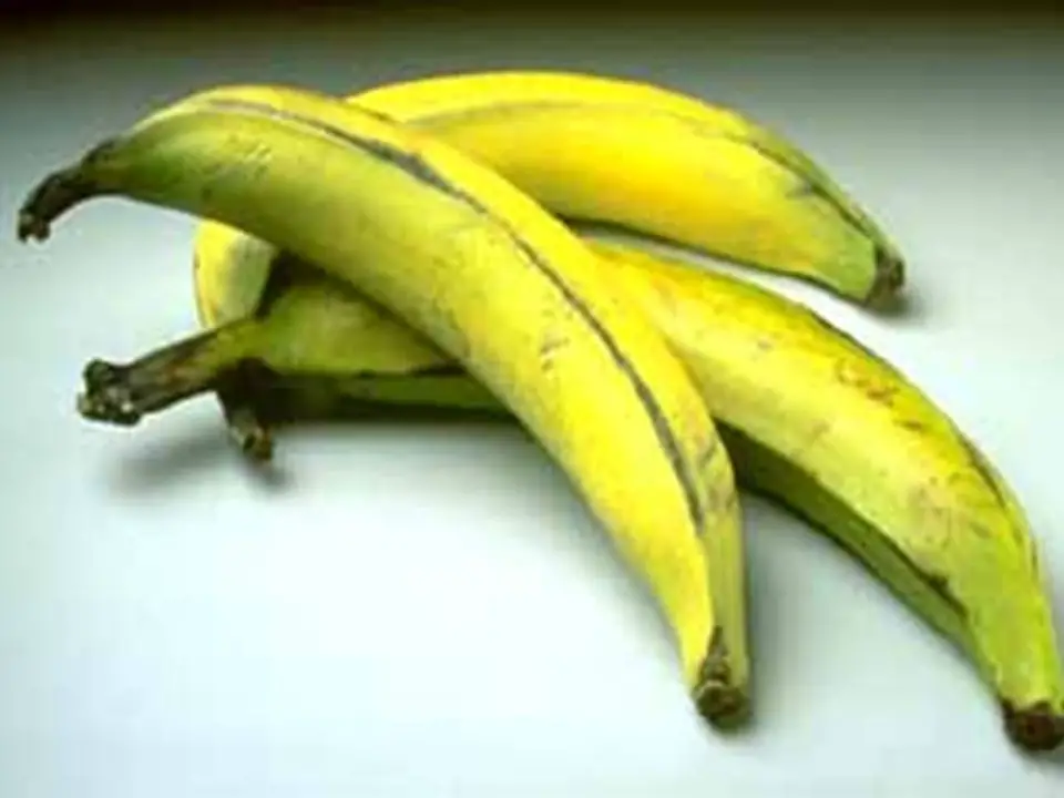 Bananas Triplóides e Híbridas 2