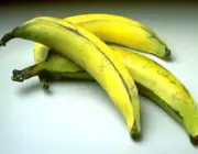 Bananas Triplóides e Híbridas 2