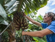 Bananas Triplóides e Híbridas 6