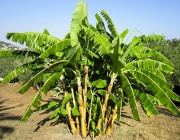 Bananeira 1