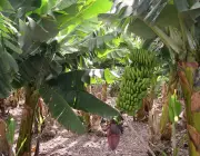 Bananeira 3