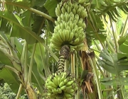 Bananeira 6