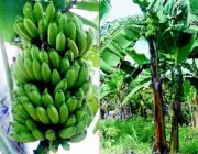 Bananeira de Banana Mysore 1