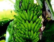 Bananeira de Banana Mysore 2