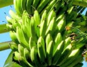 Bananeira de Banana Mysore 3