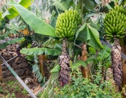 Bananeira de Banana Mysore 5