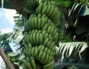 Bananeira de Banana Mysore 6