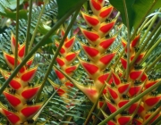 St. Lucia --- Heliconias --- Image by © Wolfgang Kaehler/CORBIS