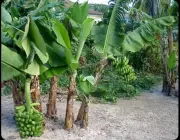 Bananeira 4