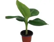 Bananeira Musa Oriana 1