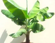 Bananeira Musa Oriana 3