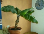 Bananeira Musa Oriana 4