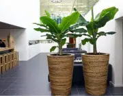 Bananeira Musa Oriana 5
