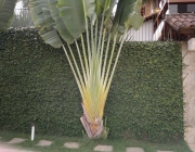 Bananeira Ornamental 1