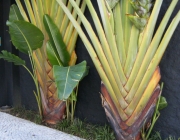 Bananeira Ornamental 2