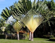 Bananeira Ornamental 3