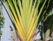 Bananeira Ornamental 6