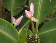 Bananeira Ornamental 5