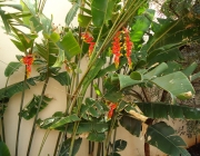 Bananeira Ornamental 6