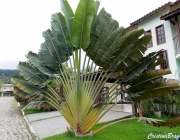 Bananeira Ornamental 4