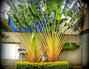 Bananeira Ornamental 5