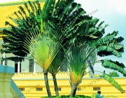 Bananeira Ornamental 6