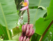 Bananeira Ornamental Flores e Frutificação 1