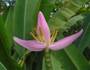 Bananeira Ornamental Flores e Frutificação 2