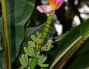 Bananeira Ornamental Flores e Frutificação 4