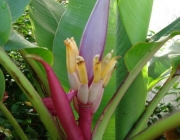 Bananeira Ornamental Flores e Frutificação 5