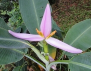 Bananeira Ornamental Flores e Frutificação 6