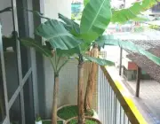 Bananeira Ornamental no Vaso 3