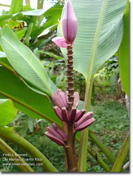 Bananeira Ornamental de Jardim | Mundo Ecologia