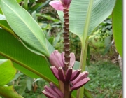 Bananeira Ornamental 1