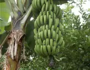 Bananeiras Com Frutas 2