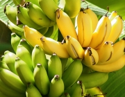 Bananeiras Com Frutas 4